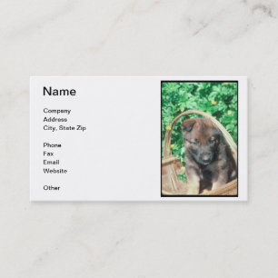 Carte de visite de chiot de Malinois de Belge