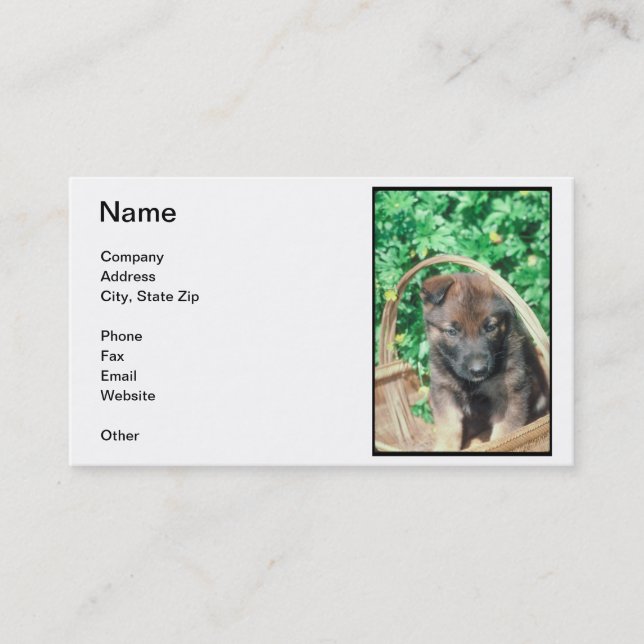 Carte de visite de chiot de Malinois de Belge (Devant)