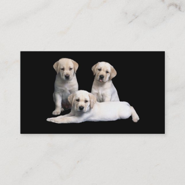 Carte de visite de chiots de labrador retriever (Devant)