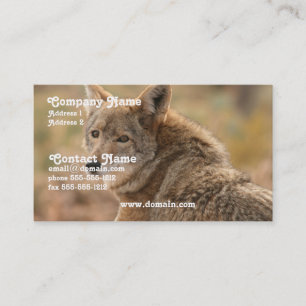 Carte de visite de coyote