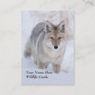 Carte de visite de coyote de guide de faune