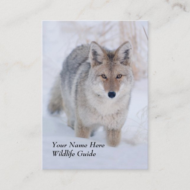 Carte de visite de coyote de guide de faune (Devant)