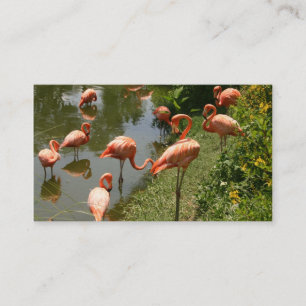 Carte de visite de Flamant rose