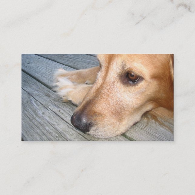 Carte de visite de golden retriever (Devant)