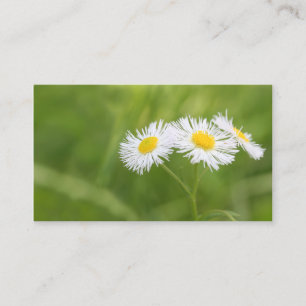 carte de visite de la marguerite
