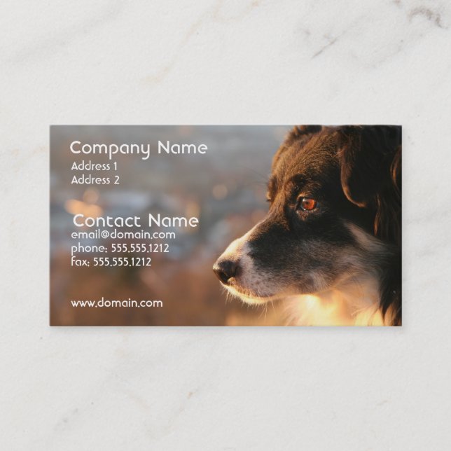 Carte de visite de photo de border collie (Devant)