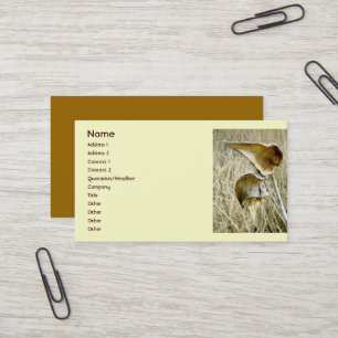 Carte de visite de pods d'algues sèches