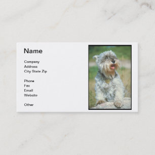 Carte de visite de Schnauzer miniature