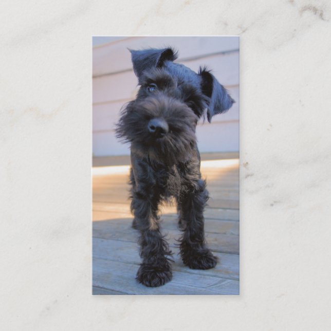 Carte de visite de Schnauzer miniature - #3 (Devant)