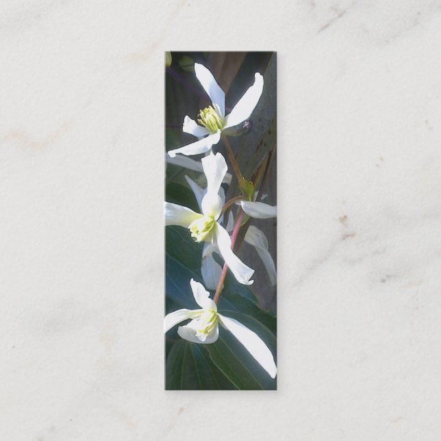Carte de visite de signet de fleur d'Armandii de (Devant)