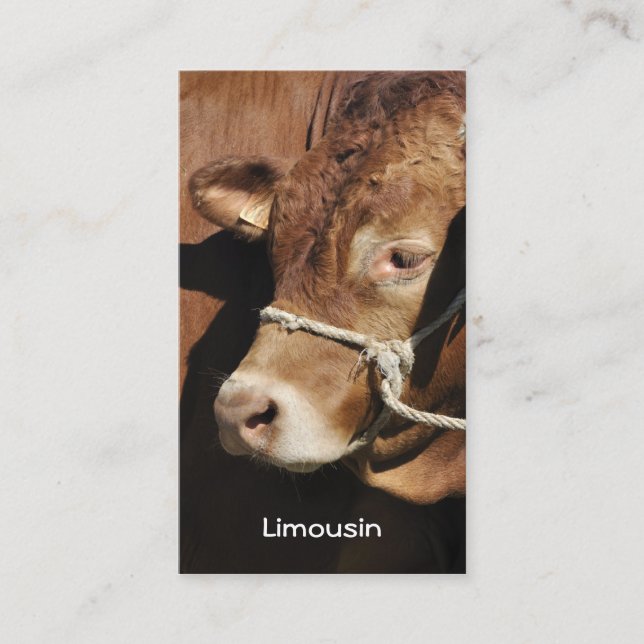 Carte de visite de taureau du Limousin (Devant)
