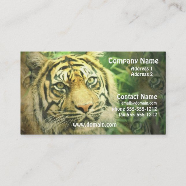 Carte de visite de tigre sibérien (Devant)