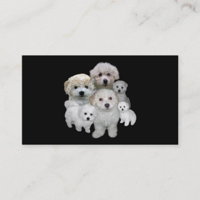 Carte de visite d'éleveur de Bichon Frise (Devant)