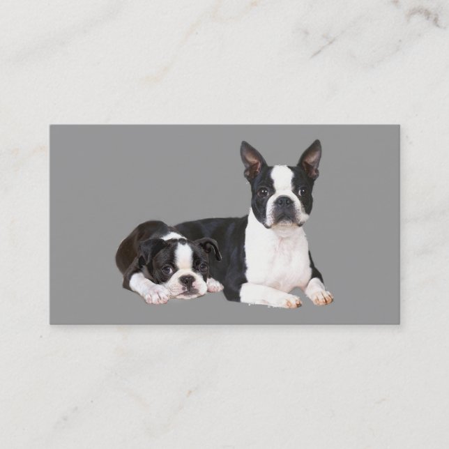 Carte de visite d'éleveur de Boston Terrier (Devant)