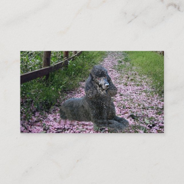 Carte de visite d'éleveur de caniche (Devant)