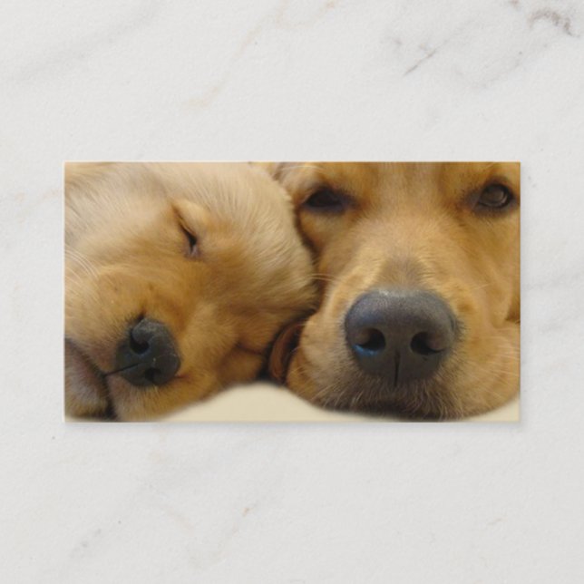 Carte de visite d'éleveur de golden retriever (Devant)