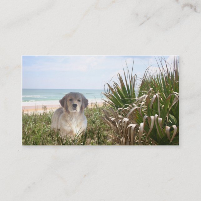 Carte de visite d'éleveur de golden retriever (Devant)