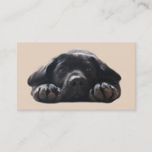 Carte de visite d'éleveur de labrador retriever