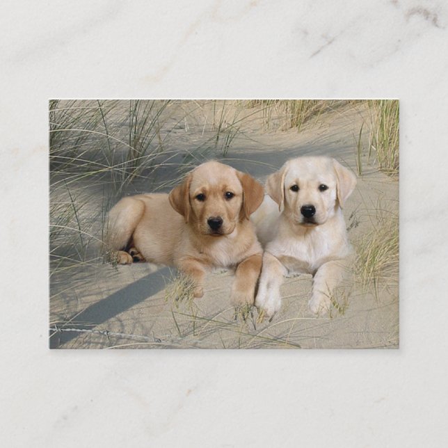 Carte de visite d'éleveur de labrador retriever (Devant)