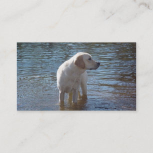 Carte de visite d'éleveur de labrador retriever