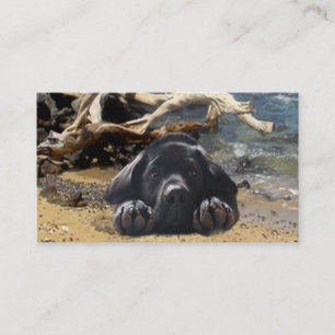 Carte de visite d'éleveur de labrador retriever