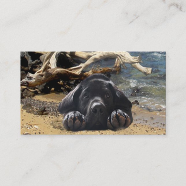 Carte de visite d'éleveur de labrador retriever (Devant)