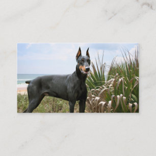Carte de visite d'éleveur de Pinscher de doberman