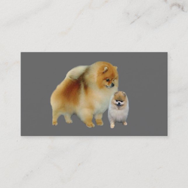 Carte de visite d'éleveur de Pomeranian (Devant)