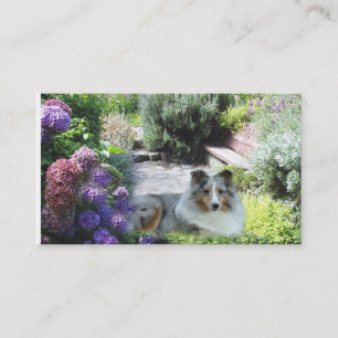 Carte de visite d'éleveur de Sheltie