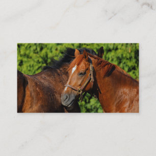 Carte De Visite Deux beaux chevaux de châtaignes au soleil