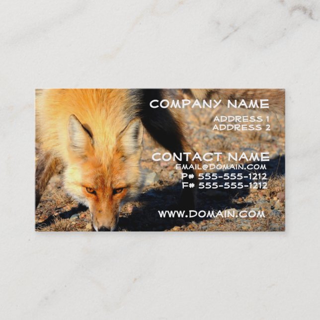 Carte de visite d'habitat de Fox rouge (Devant)