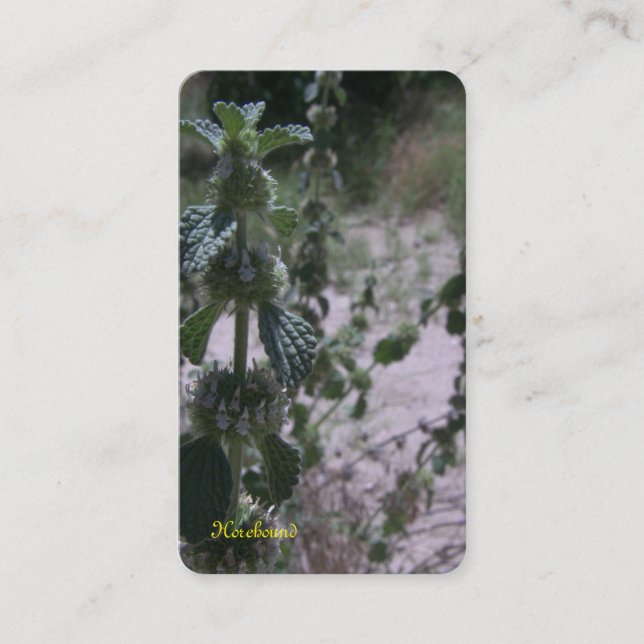 Carte de visite d'herbe de marube (Devant)