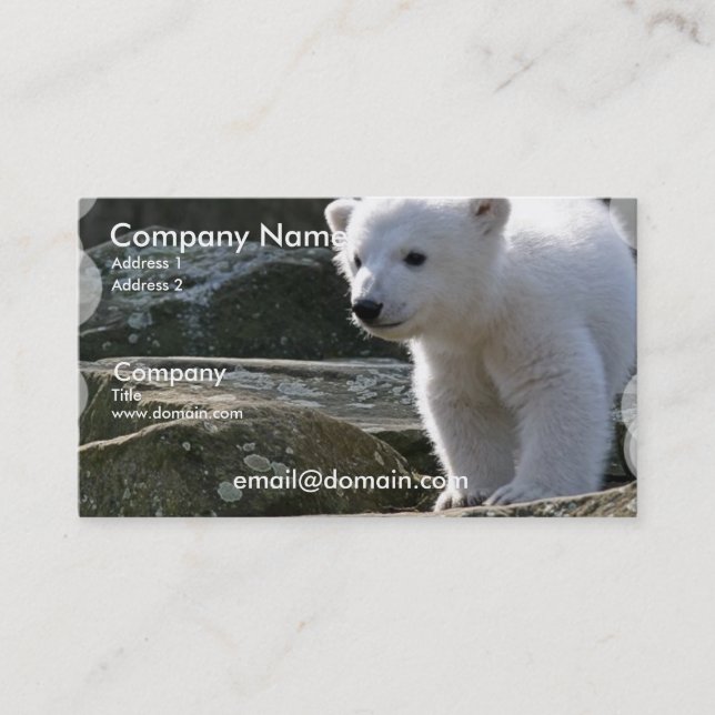 Carte de visite d'ours blanc de bébé (Devant)