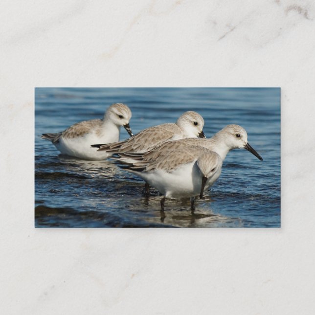 Carte De Visite Drôle mignon 4 Sanderlings Sandpipers à la plage (Devant)