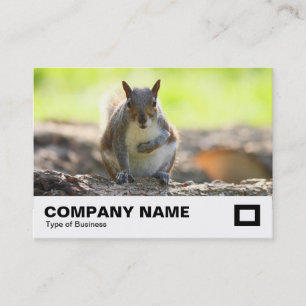 Carte De Visite Écureuil gris