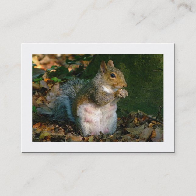 Carte De Visite Écureuil gris (Bordé) (Devant)