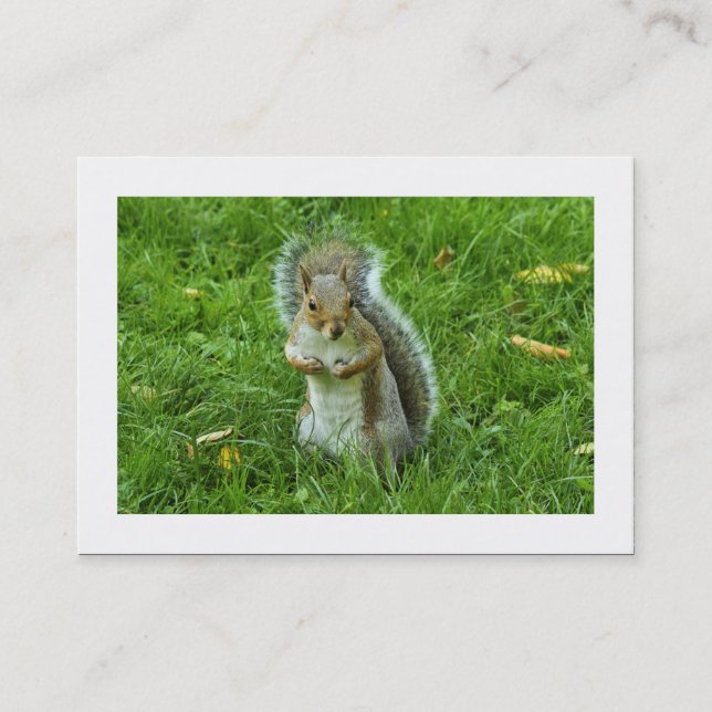 Carte De Visite Écureuil gris Startled (Bordé) (Devant)