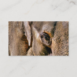 CARTE DE VISITE ÉLÉPHANT