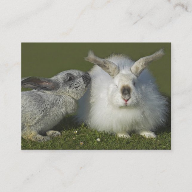 Carte De Visite Éleveur angora de lapin, magasin d'animal familier (Devant)