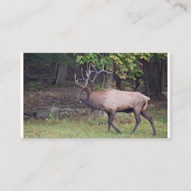 Carte De Visite Elk 2 (Devant)