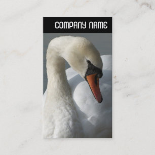 Carte De Visite En-tête V - Cygne