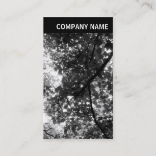 Carte De Visite En-tête V - Photo - Arbres au printemps