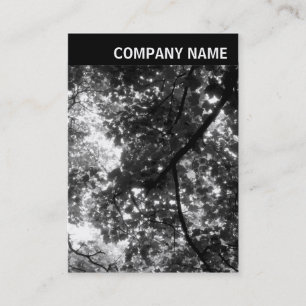 Carte De Visite En-tête V - Photo - Arbres au printemps