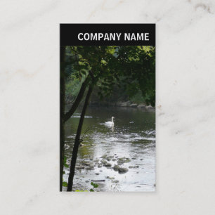 Carte De Visite En-tête V - Photo - Cygne sur la rivière