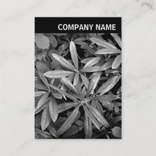 Carte De Visite En-tête V - Photo - Feuilles Rhododendron