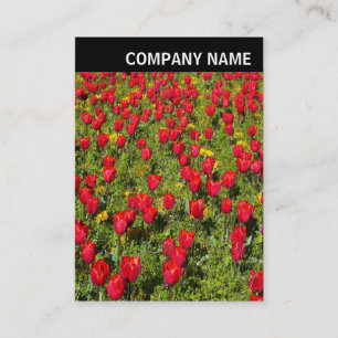 Carte De Visite En-tête V - Photo - Tulips