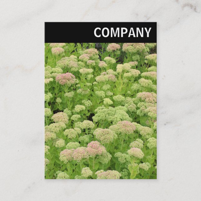 Carte De Visite En-tête V - Sedum (Joie d'automne) (Devant)