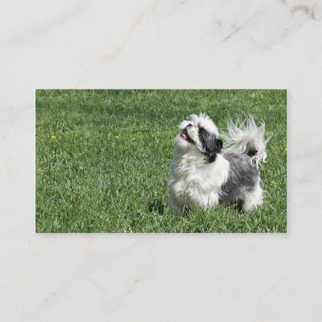 Carte de visite espiègle de Shih Tzu (Devant)