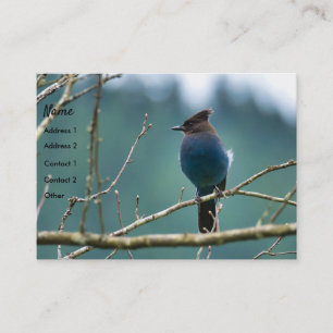 Carte de visite Extraordinaire Stellar Jay