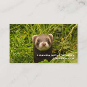 Carte De Visite Ferret Brown dans l'herbe